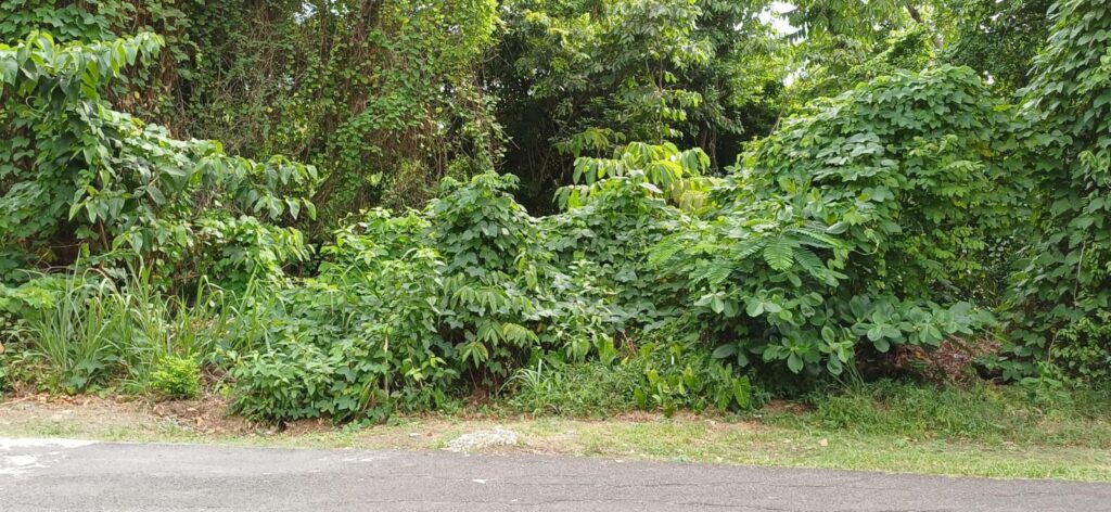 LAND FOR SALE AT MIDDLE RIDGE, SUNNY ACRES, CASTRIES image 3